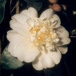Jane Blackwell
